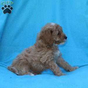 Splash, Cockapoo Puppy